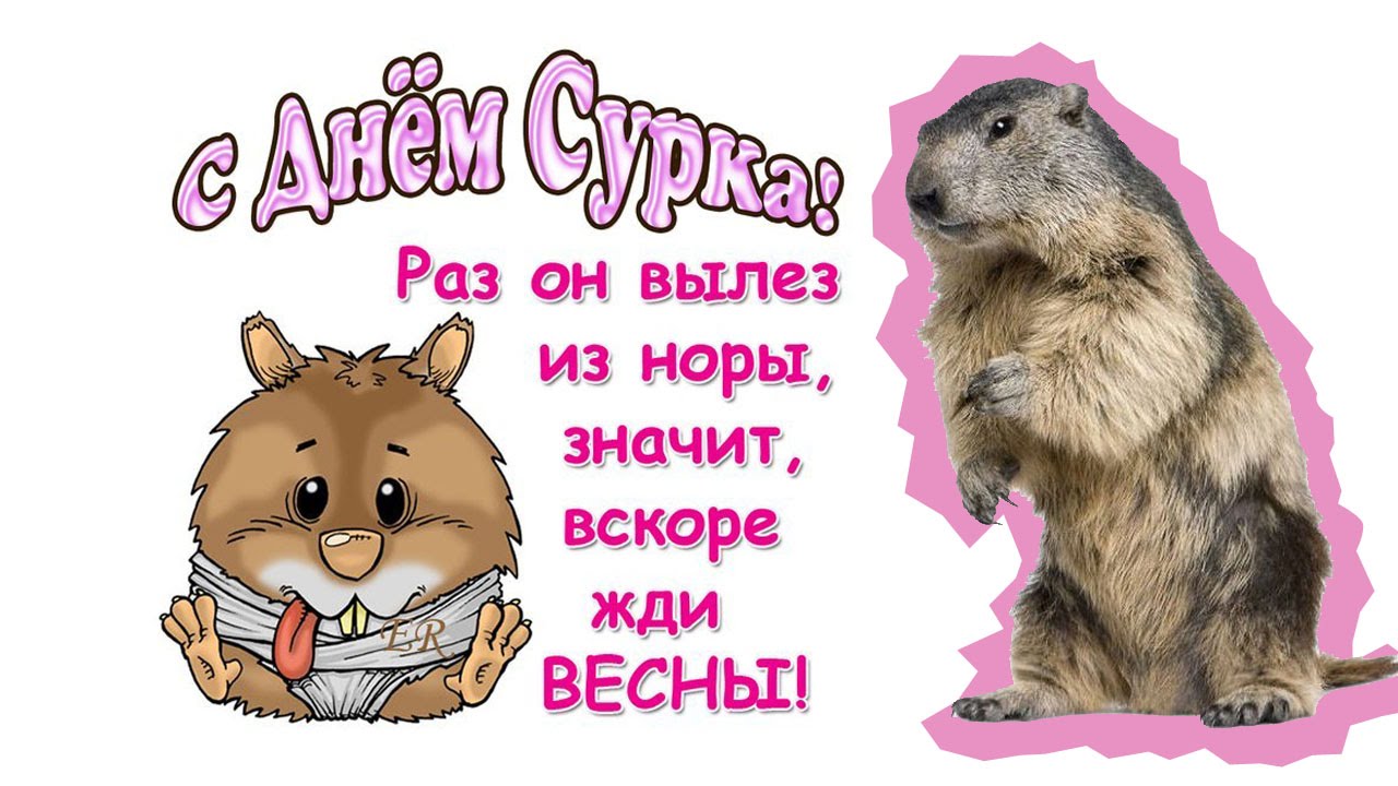 Открытка Открытки с днем сурка - Открытка с сурком: забавное поздравление | Красивая открытка #26