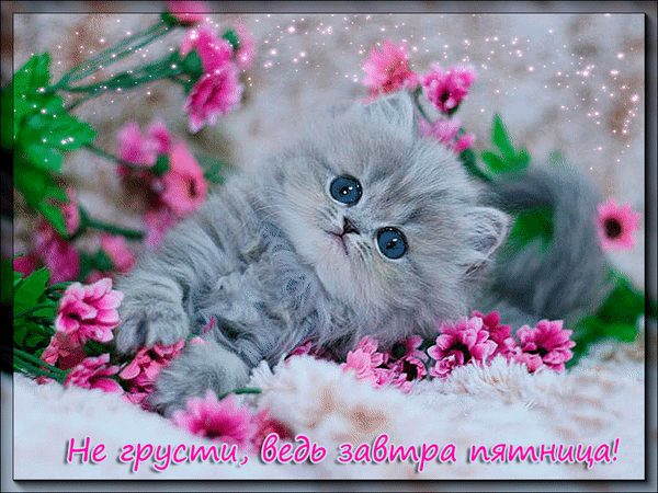 Открытка Открытки на четверг - Милый котенок в цветах: открытка с котенком | Красивая открытка #119