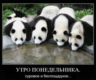 Открытка Открытки на понедельник - Четверо панд смотрят в воду. | Красивая открытка #153