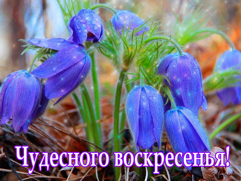 Открытка Выходные - Голубые подснежники на фоне осенней листвы | Красивая открытка #47