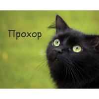 Открытка Открытки с именем Прохор  - Кот на открытке: милый взгляд, зелёные глаза | Красивая открытка #11
