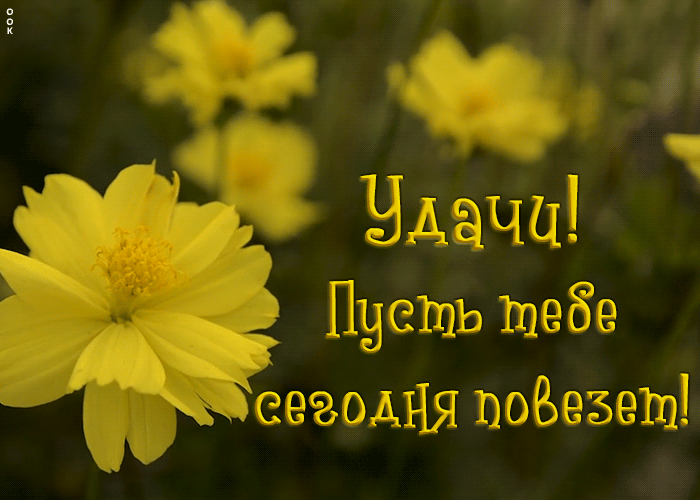 Открытка Удачи - Жёлтые цветы: открытка с подсолнухом | Красивая открытка #6