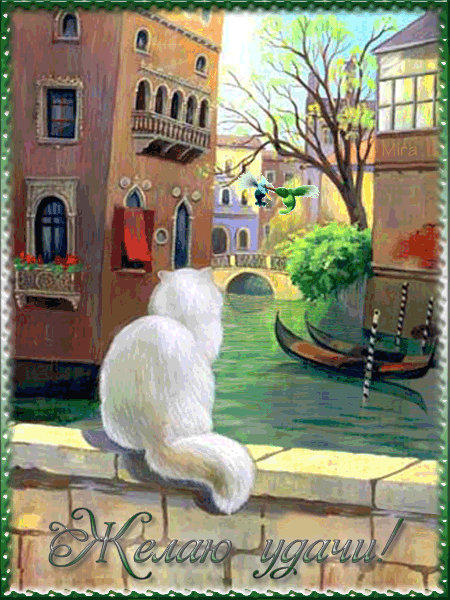 Открытка Удачи - Открытка с котом и Венецией: праздник и красота | Красивая открытка #156