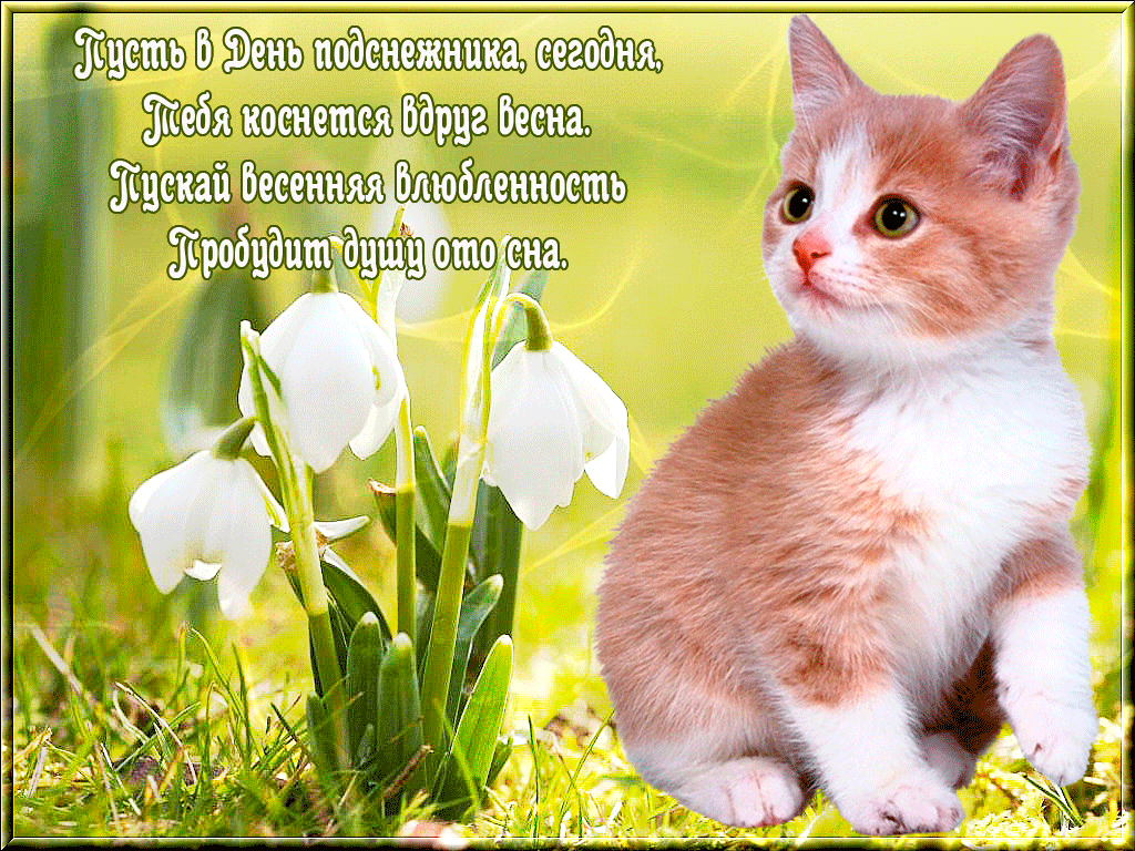 Открытка День подснежника - Открытка: котенок и подснежники | Красивая открытка #25