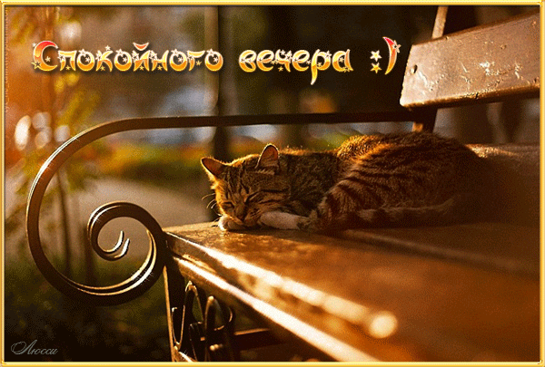 Открытка Хорошего вечера - Котенок на скамейке: трогательная открытка с котенком | Красивая открытка #115