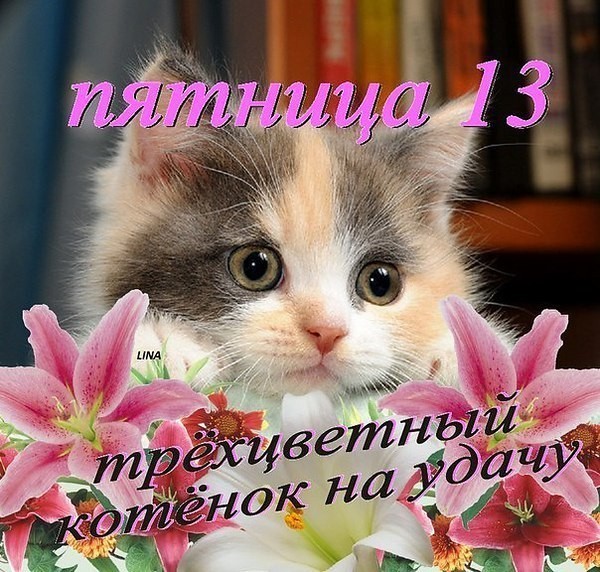 Открытка Открытки на пятницу 13 - Милый кот и лилии: открытка с котенком | Красивая открытка #109