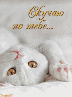 Открытка Открытки скучаю по тебе - Белый кот: милая открытка с котенком | Красивая открытка #51