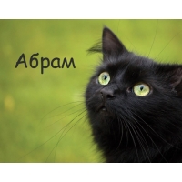Открытка открытки с именем Абрам - Черный кот на зеленом фоне: открытка с котиком | Красивая открытка #12