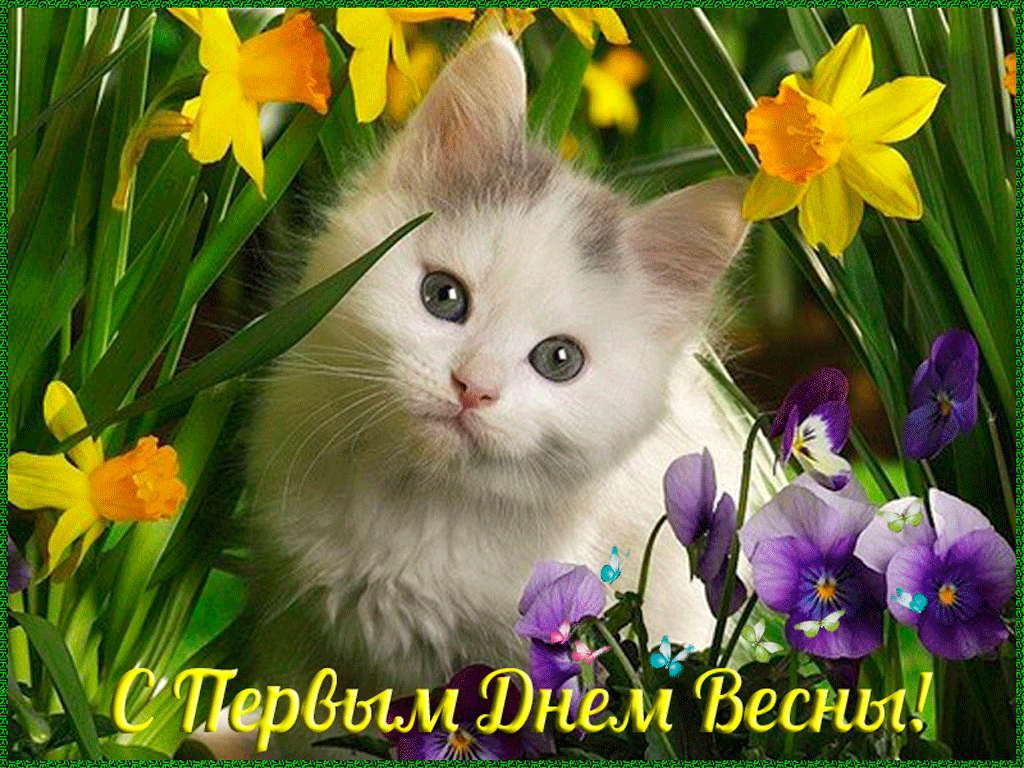 Открытка Первый день весны - Котенок среди цветов: открытка с весенним праздником | Красивая открытка #52