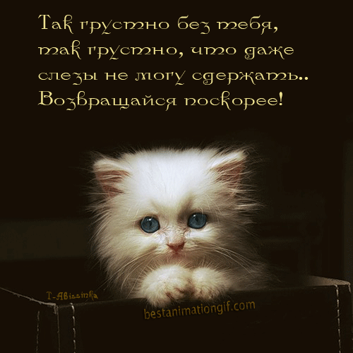 Открытка Жду тебя - Милый котенок на открытке: поздравления и пожелания | Красивая открытка #24