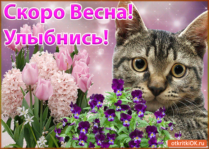 Открытка Улыбнись - Открытка с котиком и фиалками | Красивая открытка #327