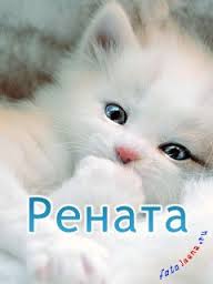Открытка открытки с именем Рената - Милый котенок: открытка с пушистым малышом | Красивая открытка #20