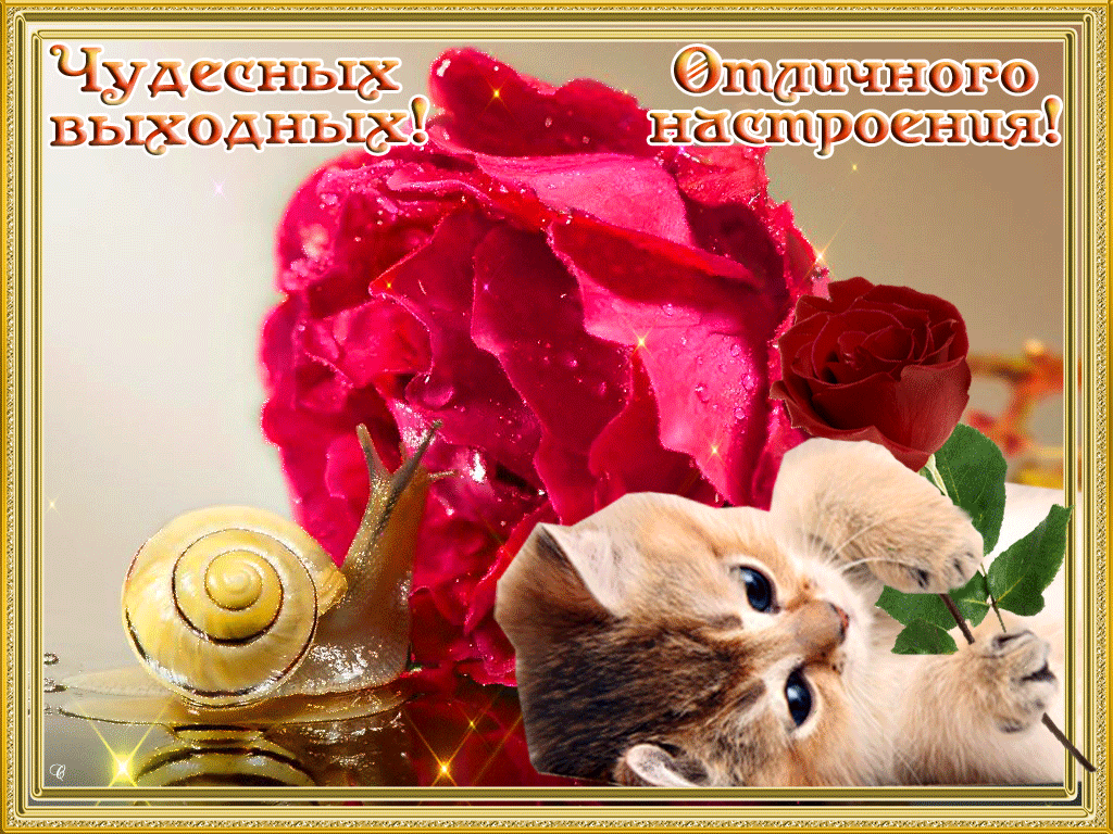 Открытка Открытки хороших выходных - Ракушка, котенок и роза: милая открытка | Красивая открытка #1
