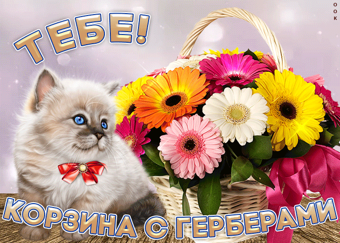 Открытка С герберами - Открытка с котенком и герберами | Красивая открытка #26