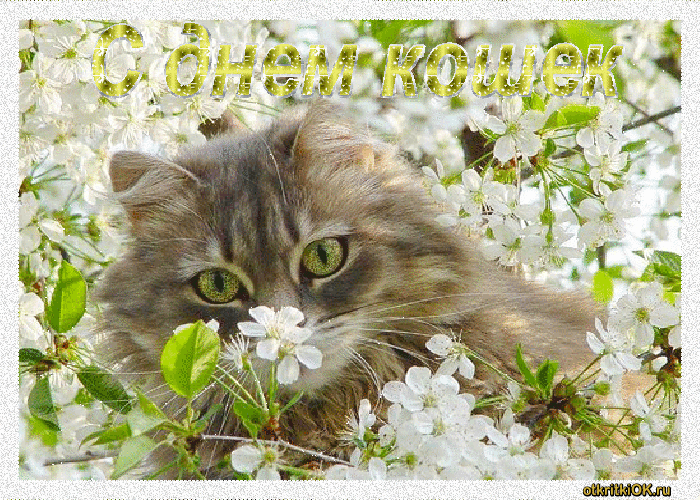 Открытка Открытки с днем кошек - Котенок среди цветущей вишни: открытка с котенком | Красивая открытка #32