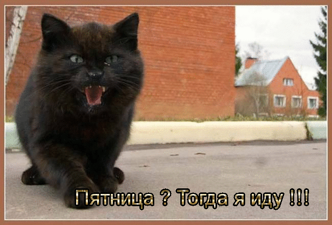 Открытка Открытки на пятницу - Смешная открытка с котом на фоне дома | Красивая открытка #43