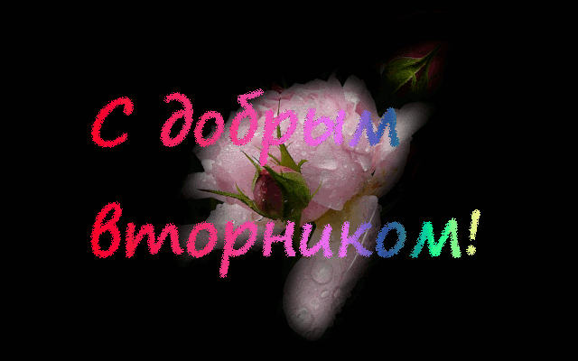 Открытка Открытки на вторник - Розовый бутон цветка на открытке | Красивая открытка #91