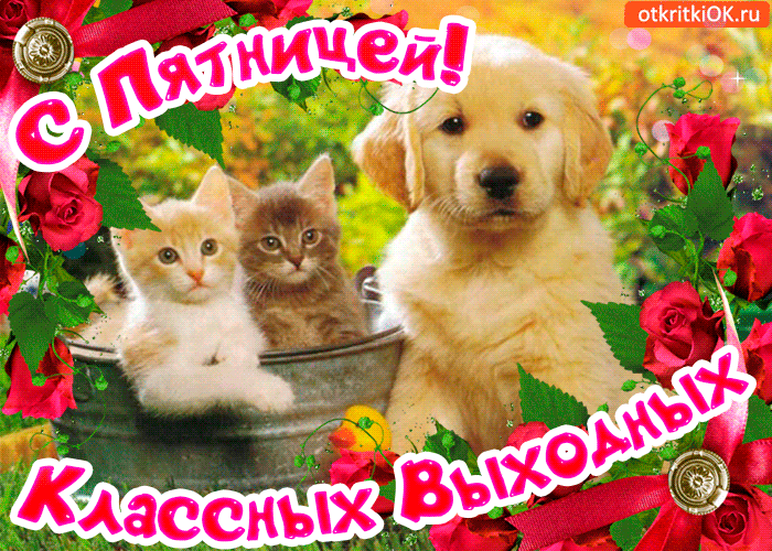 Открытка Хорошей пятницы - Кот и щенок на лугу с цветами - открытка | Красивая открытка #9