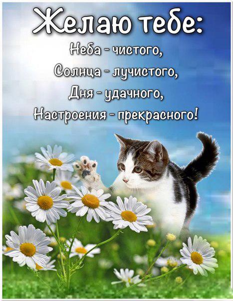 Открытка открытки с пожеланиями хорошего настроения  - Котенок и ромашки: открытка с добрым утром | Красивая открытка #12