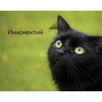 Открытка Открытки с именем Иннокентий  - Черный кот с зелеными глазами: открытка | Красивая открытка #8