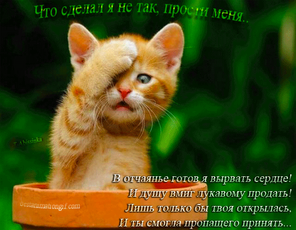 Открытка Прости - Рыжий кот на природе: милая открытка с котиком | Красивая открытка #19