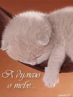 Открытка Открытки думаю о тебе - Пушистый котенок спит в миске | Красивая открытка #69