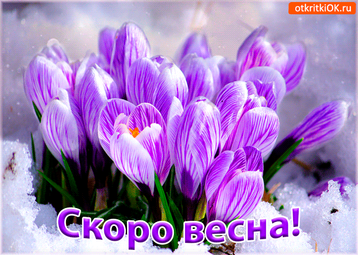 Открытка Открытки весенняя пора - Подснежники на снегу: открытка «Скоро весна!» | Красивая открытка #216
