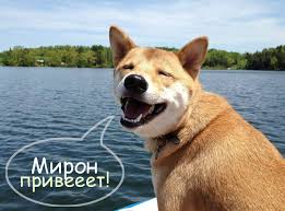 Открытка Открытки с именем Мирон  - Шиба-ину на фоне озера: смешная открытка | Красивая открытка #20