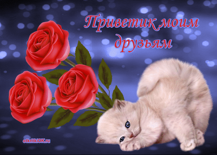 Открытка Привет - Открытка с котенком и розами | Красивая открытка #268