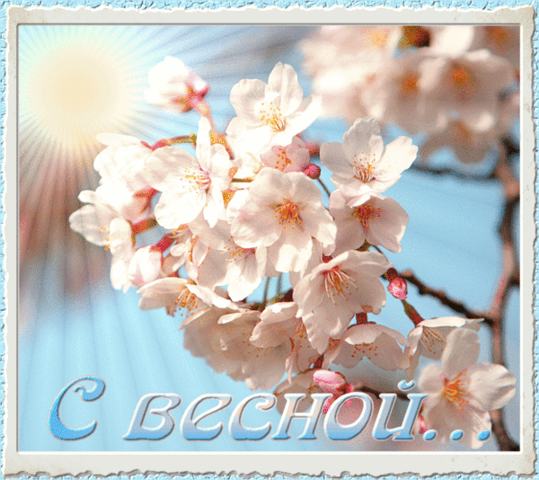 Открытка Открытки весенняя пора - Цветущая вишня весной: нежная открытка | Красивая открытка #173