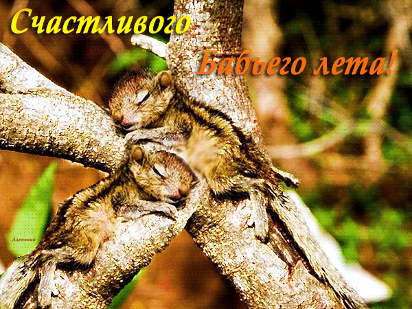 Открытка Открытки на Бабье Лето - Две белки на ветке дерева. Праздничная открытка. | Красивая открытка #44