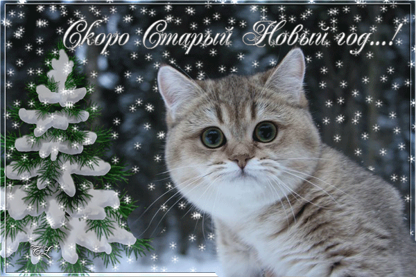 Открытка С кошками - Открытка с котенком на Новый год | Красивая открытка #66