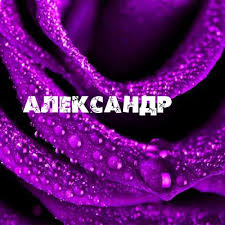 Открытка открытки с именем Александр - Фиолетовая роза с каплями росы. Открытка. | Красивая открытка #24