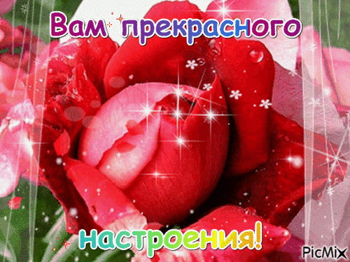 Открытка хорошего настроения - Красная роза на открытке: красивые цветы, поздравление | Красивая открытка #167