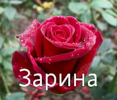 Открытка открытки с именем Зарина  - Красная роза с каплями росы. Открытка. | Красивая открытка #22