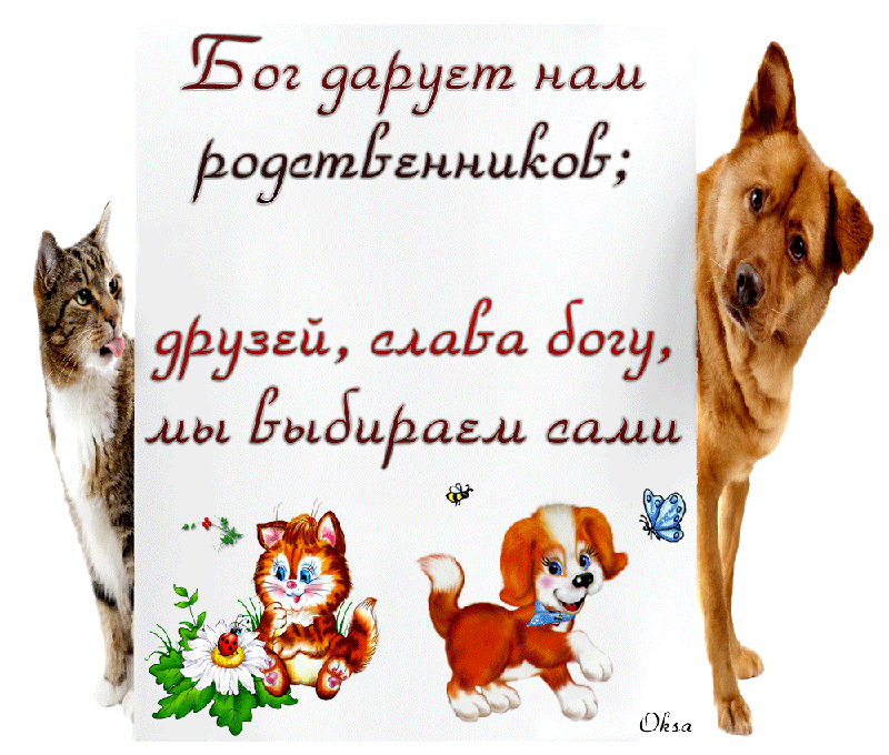 Открытка Открытки о дружбе - Открытка с котятами и щенками | Красивая открытка #60