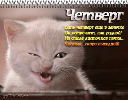 Открытка Четверг - Смешной кот на открытке: забавная картинка | Красивая открытка #60