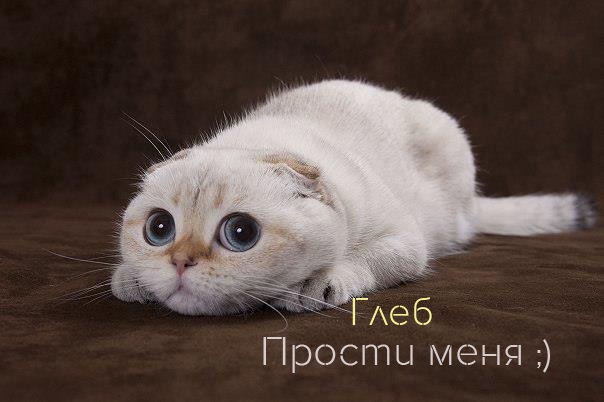Открытка открытки с именем Глеб - Открытка с котенком: милый подарок на праздник | Красивая открытка #244