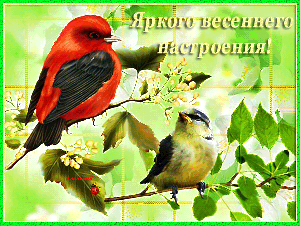 Открытка Открытки весенняя пора - Открытка с птицами: алый дятел и зелёные ветки | Красивая открытка #148