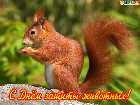 Открытка Открытки с днем защиты животных - Открытка с белкой: С Днём Животных! | Красивая открытка #4