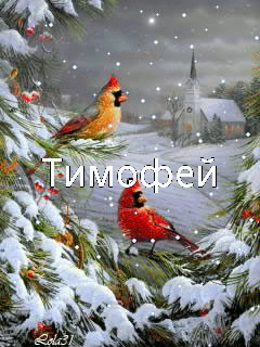 Открытка Открытки с именем Тимофей - Зимняя открытка: снежные птицы на ели | Красивая открытка #8