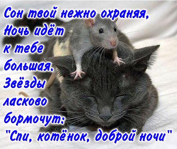 Открытка открытки с пожеланиями спокойной ночи  - Спящий котенок: милая открытка с добрым сном | Красивая открытка #27