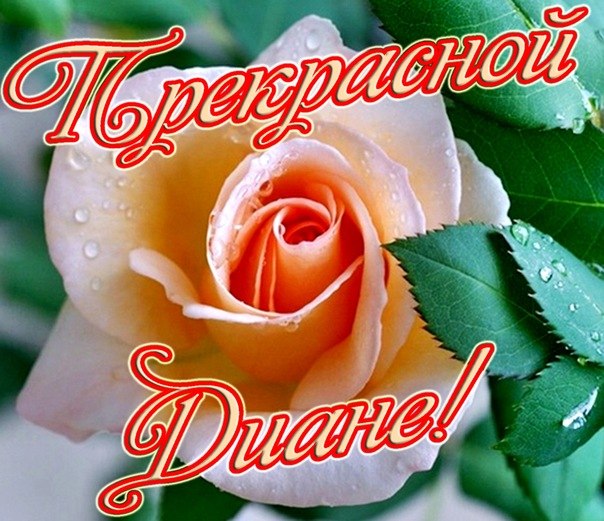 Открытка открытки с именем Диана  - Розовая роза с каплями росы: открытка | Красивая открытка #7