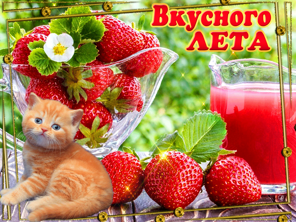 Открытка Открытки летняя пора - Кот, клубника и напиток: открытка с летним настроением | Красивая открытка #51
