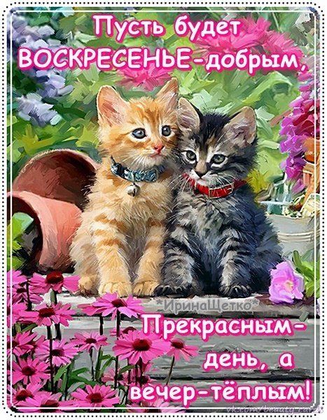 Открытка Доброе утро воскресенье - Два котенка на фоне цветов: открытка с милыми животными | Красивая открытка #3