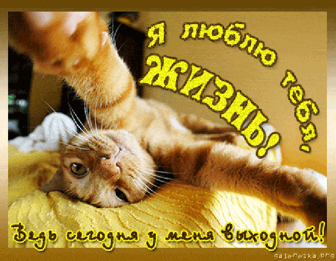 Открытка Открытки хороших выходных - Смешной рыжий котик: открытка с котенком | Красивая открытка #123
