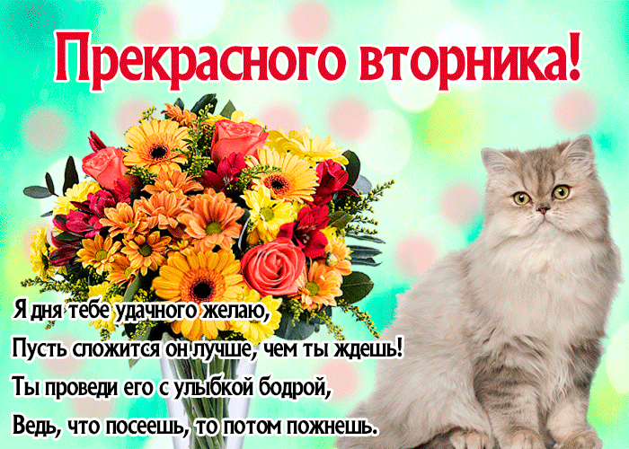 Открытка Открытки на вторник - Открытка с котиком и цветами | Красивая открытка #40