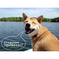 Открытка открытки с именем Стефания - Собака на открытке: весёлый пёс на природе | Красивая открытка #16