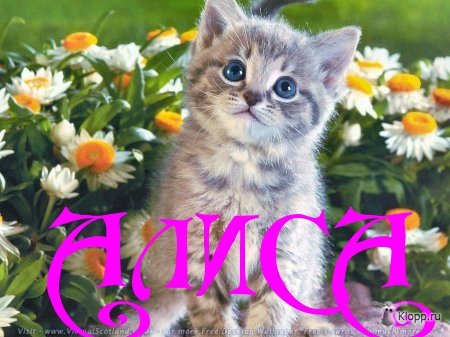Открытка открытки с именем Алиса  - Котенок среди цветов - открытка с милым котенком | Красивая открытка #8