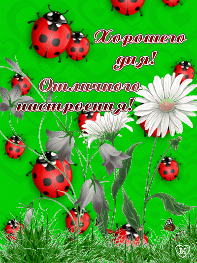 Открытка Открытки хорошего дня - Открытка с цветами и божьей коровкой | Красивая открытка #84